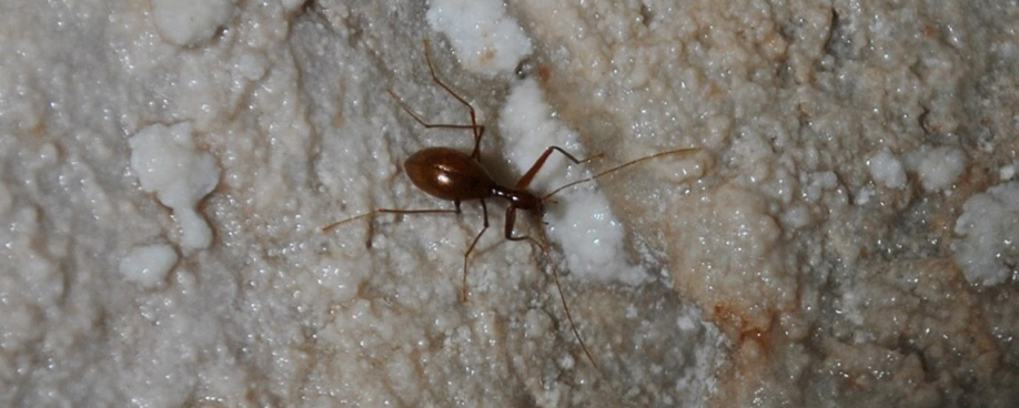 11 Antroherpon sp. most probably Antroherpon hoermanni hoermanni Apfelbeck 1889 or Antroherpon pozi Absolon 1913- Trnovo nova Medium copy